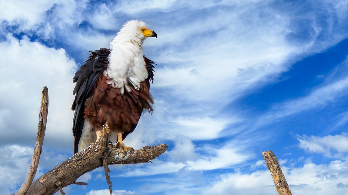 African Fish-Eagle - ML650623164