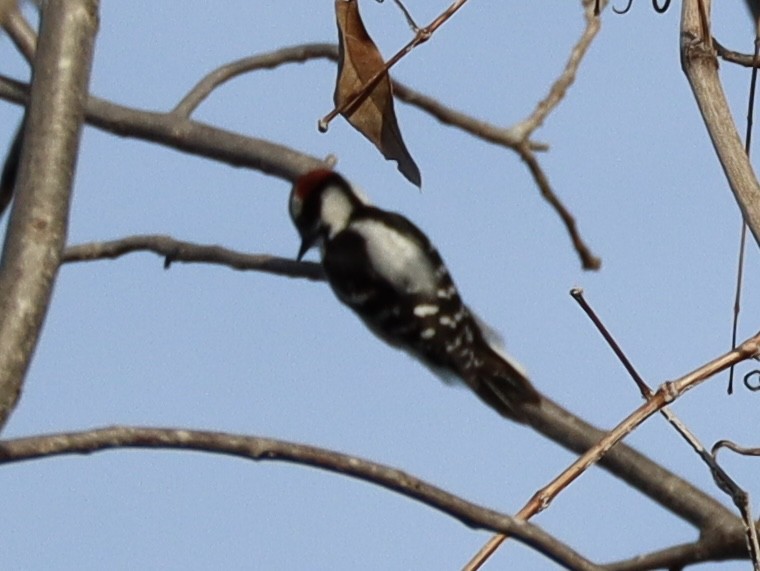 dunspett - ML650623383