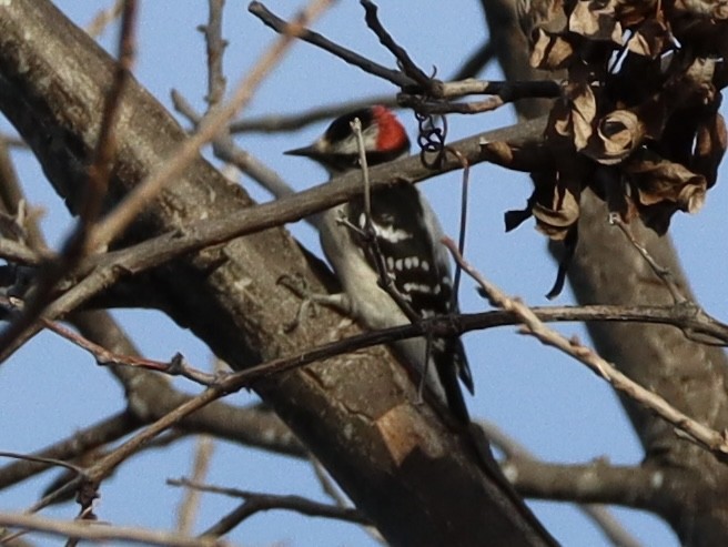 dunspett - ML650623384