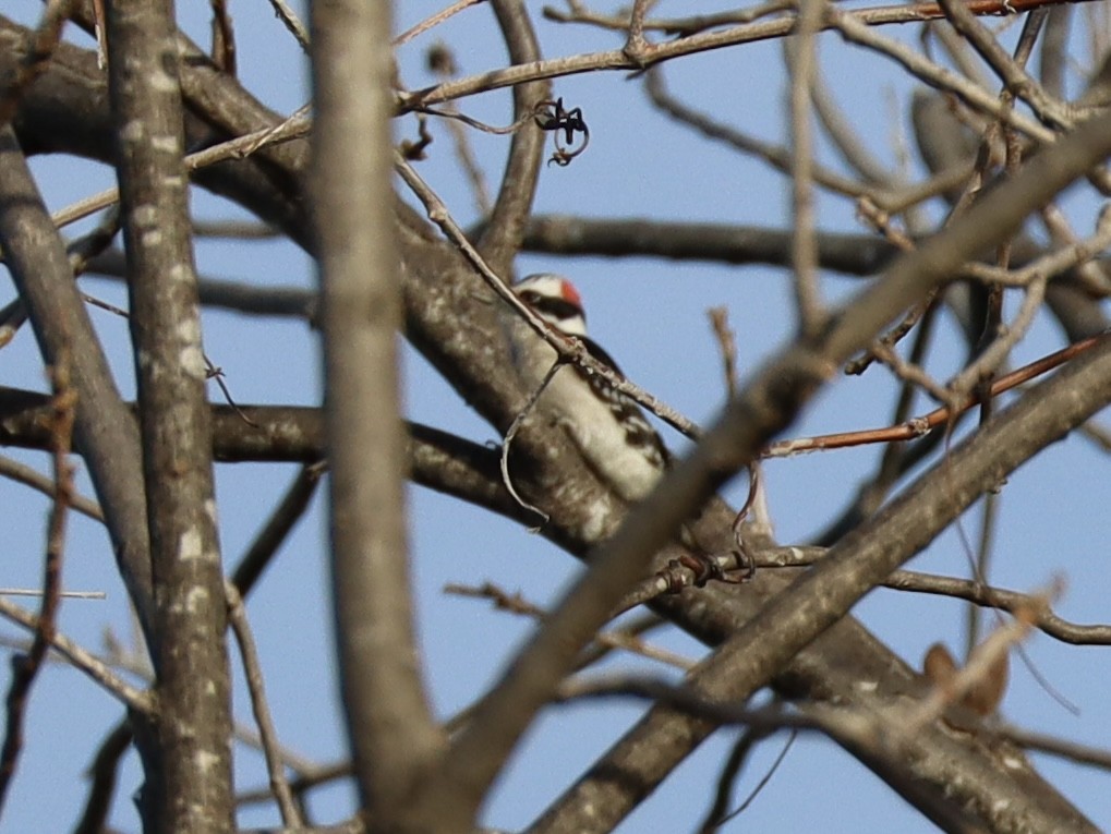 dunspett - ML650623385