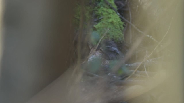 Cooper's Hawk - ML650623407