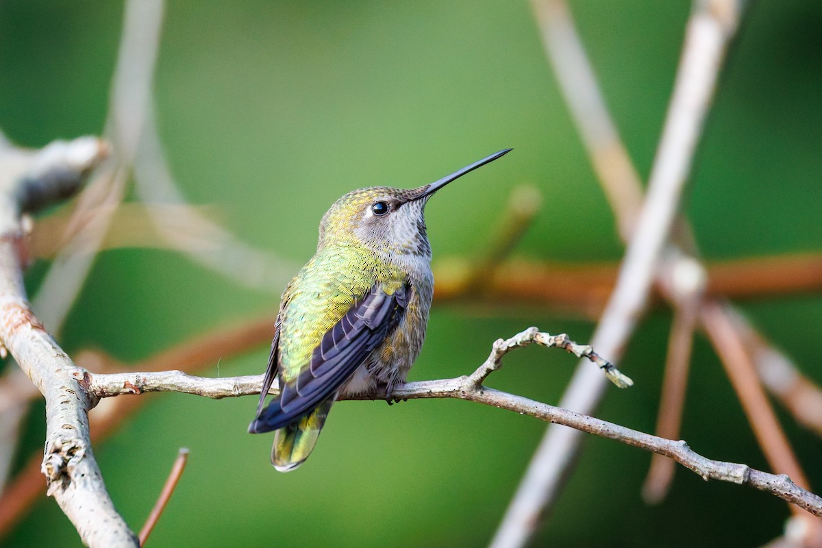 Anna's Hummingbird - ML650623487