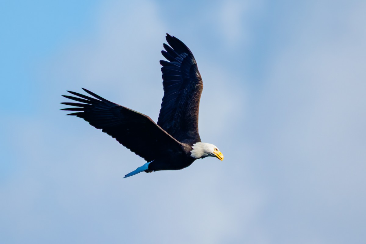Bald Eagle - ML650623489