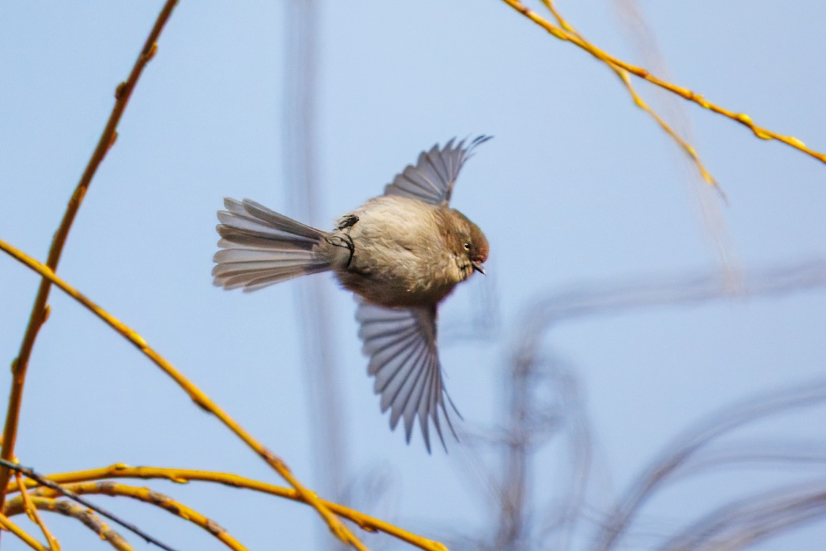 Bushtit (Pacific) - ML650623506
