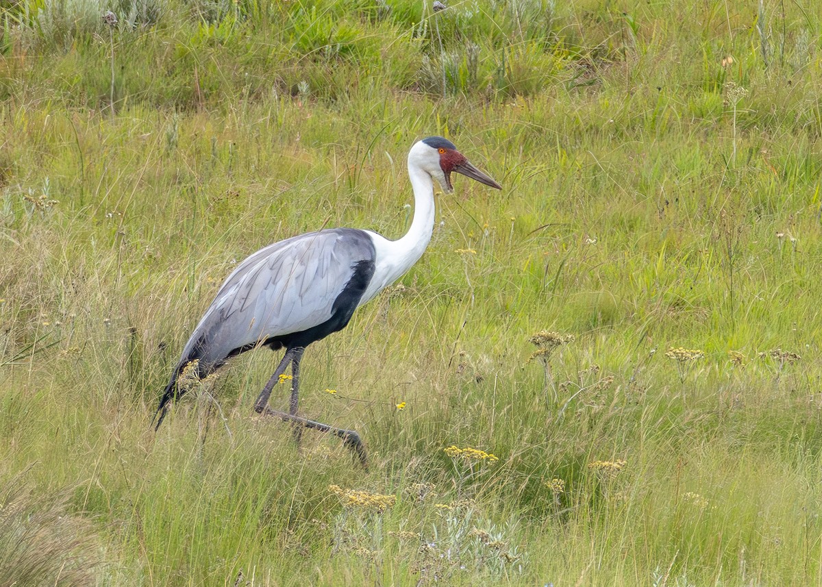 Журавель білошиїй - ML650623676