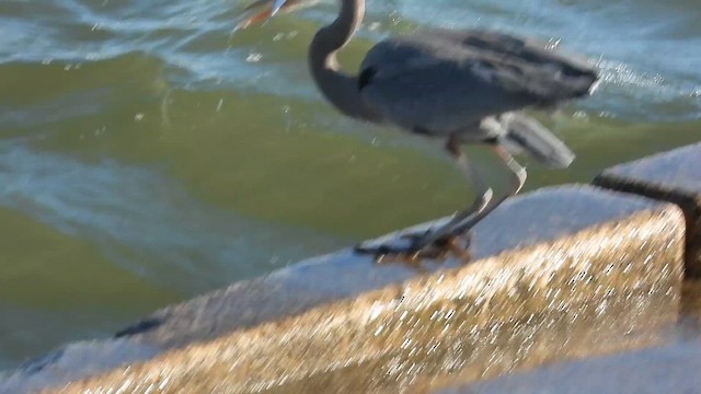 Great Blue Heron - ML650623810