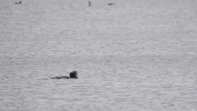 Савка сіра - ML650623951