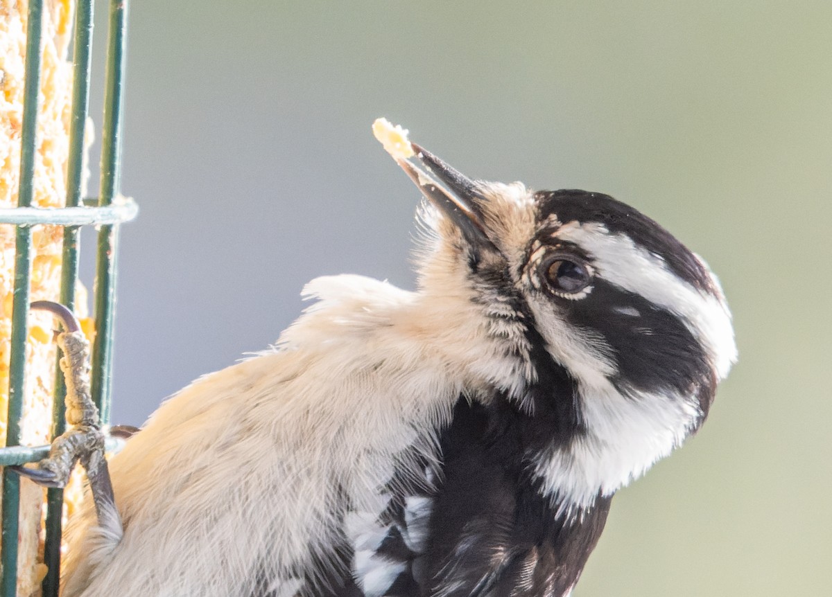 dunspett - ML650624274