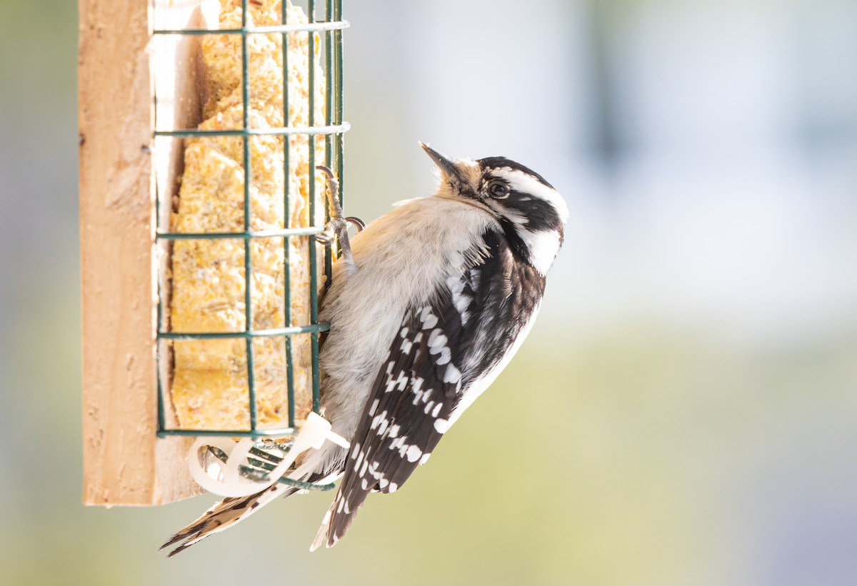 dunspett - ML650624280