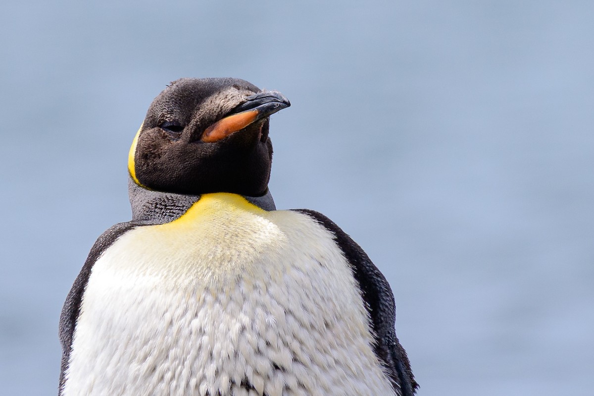 King Penguin - ML650624635