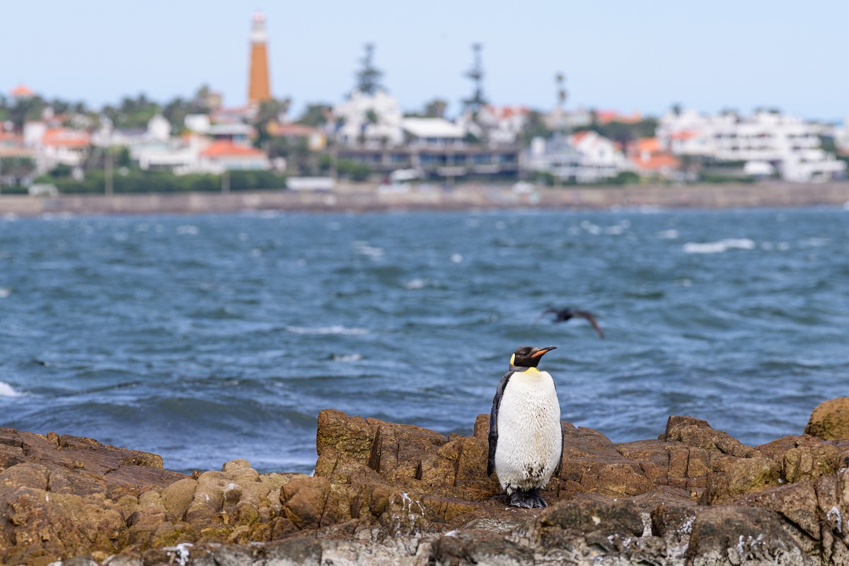 King Penguin - ML650624660