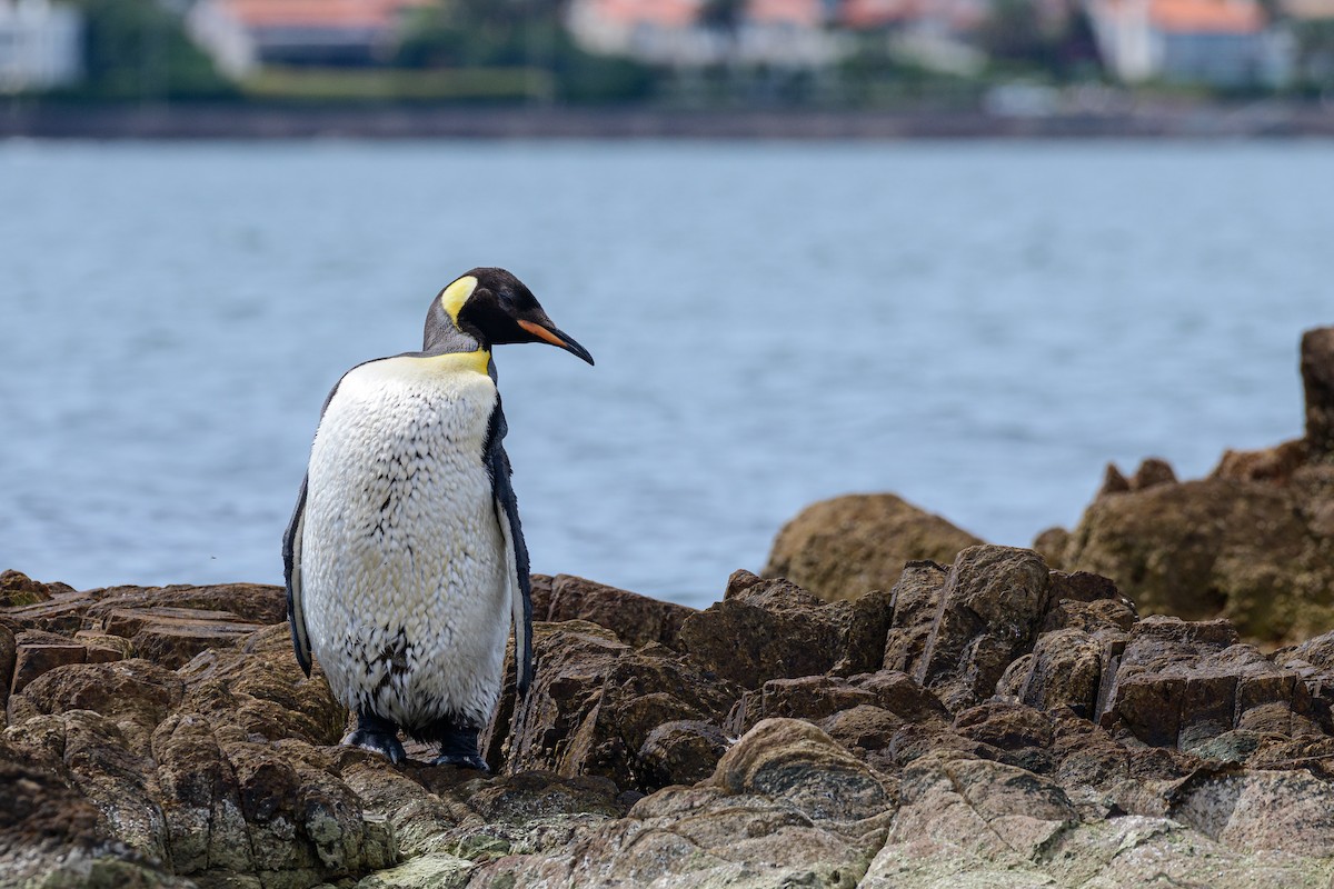 King Penguin - ML650624718