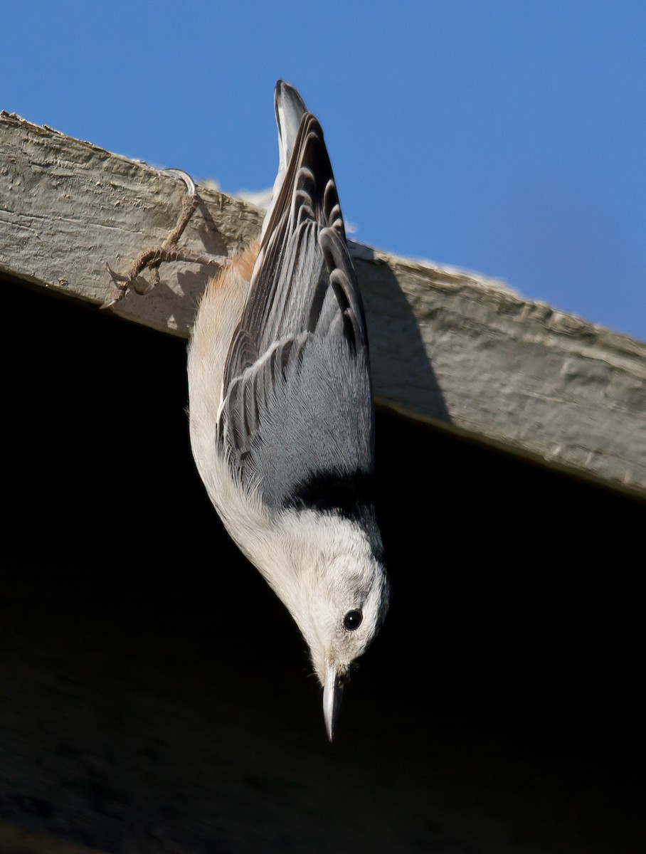 White-breasted Nuthatch - ML650624720