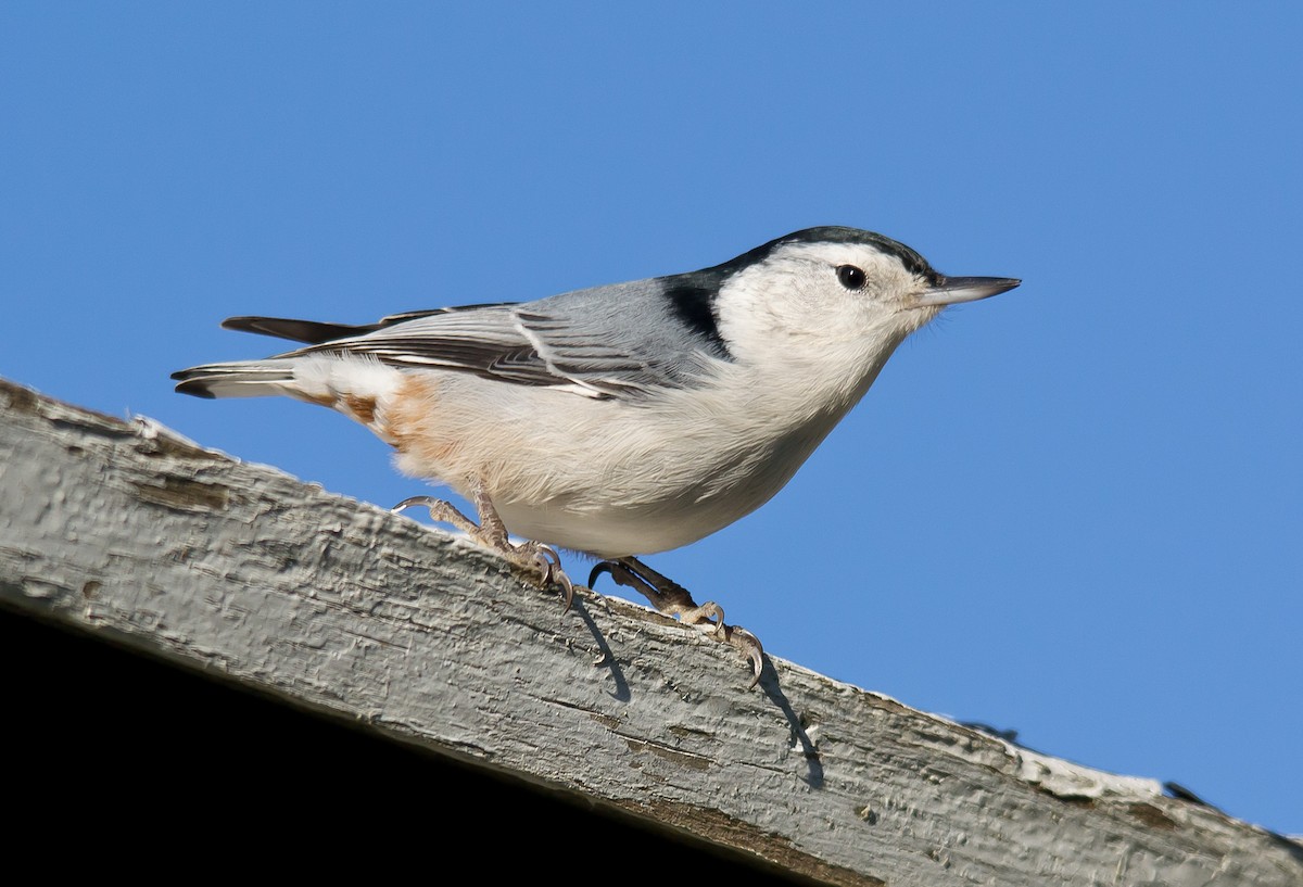 White-breasted Nuthatch - ML650624721