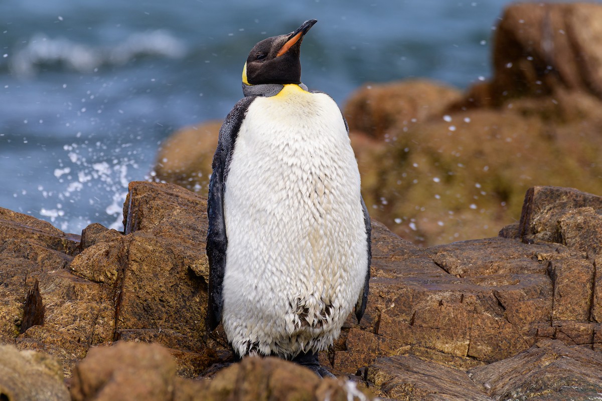 King Penguin - ML650624735