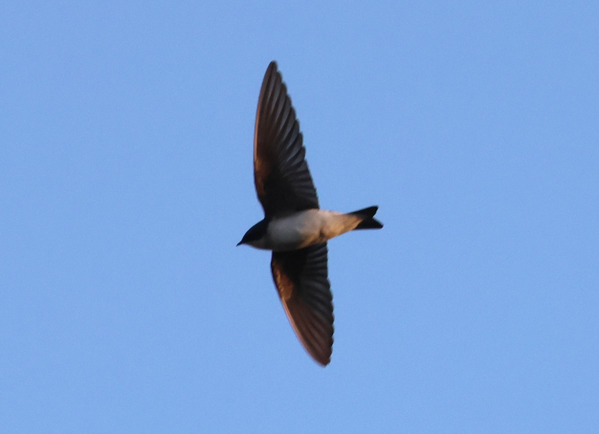 Tree Swallow - ML650625131