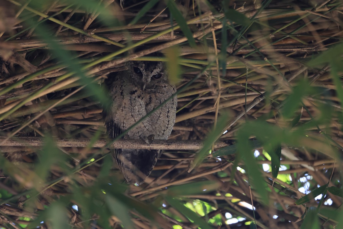 Collared Scops-Owl - ML650625199