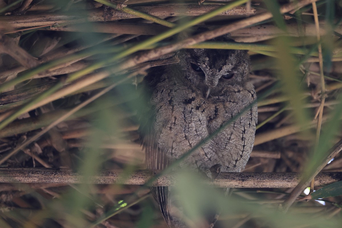 Collared Scops-Owl - ML650625201