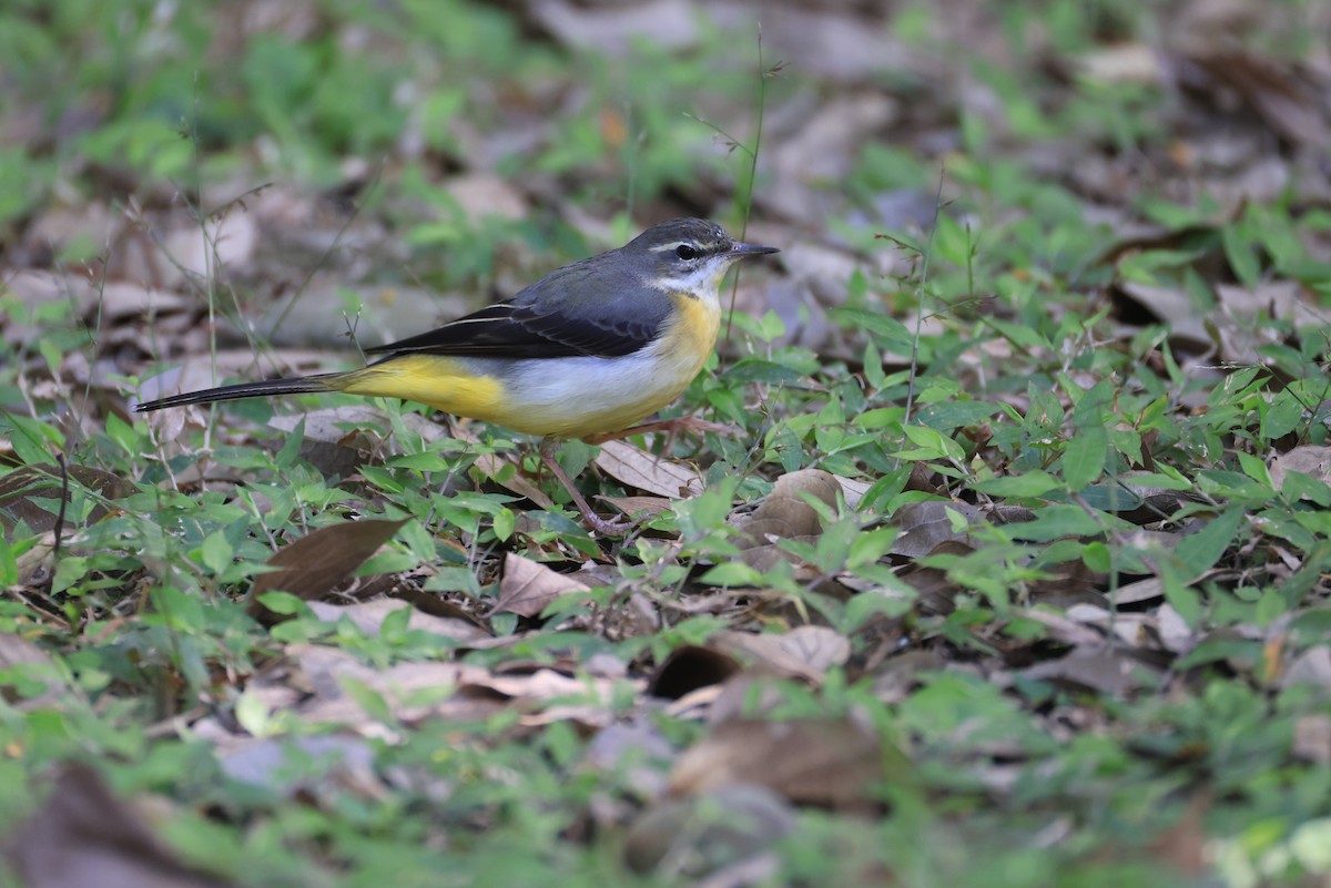 Gray Wagtail - ML650625212