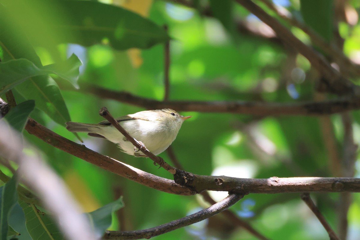 Two-barred Warbler - ML650625216
