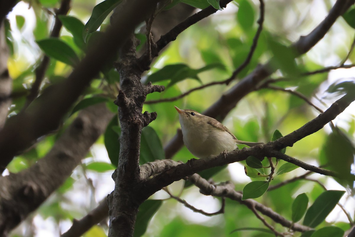 Two-barred Warbler - ML650625218