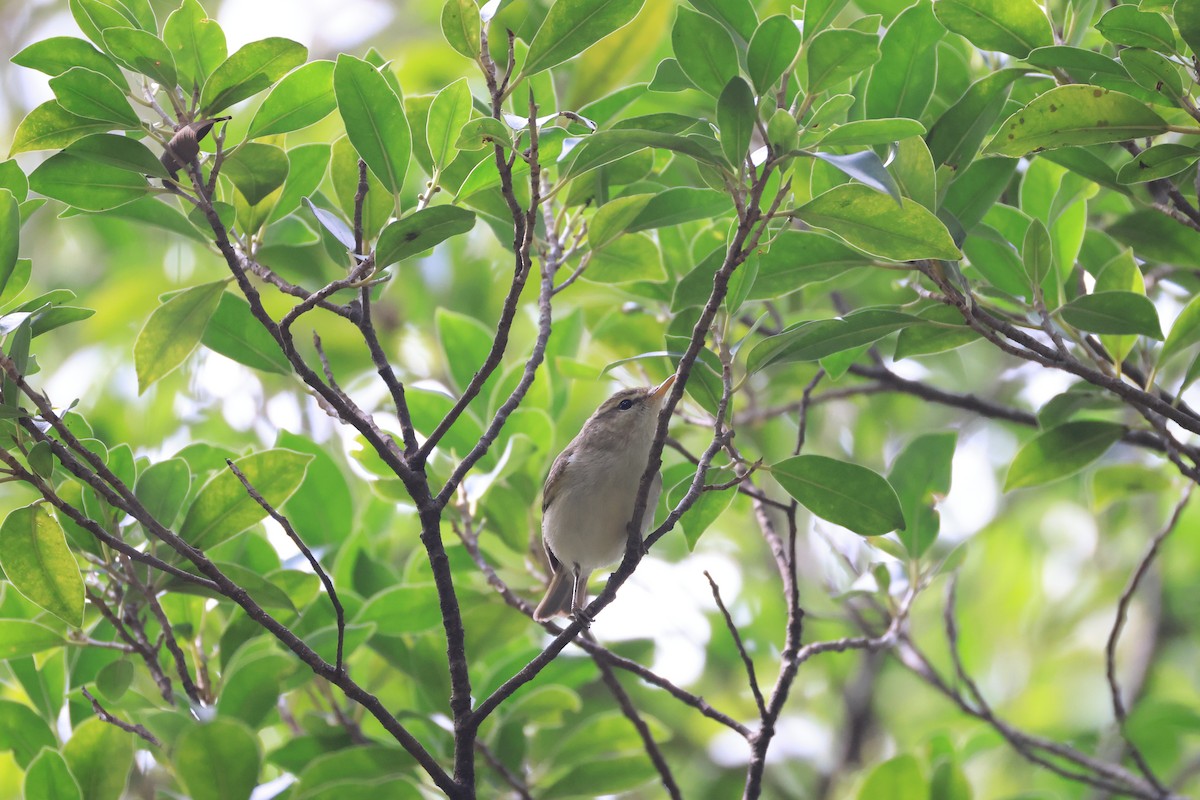 Two-barred Warbler - ML650625221