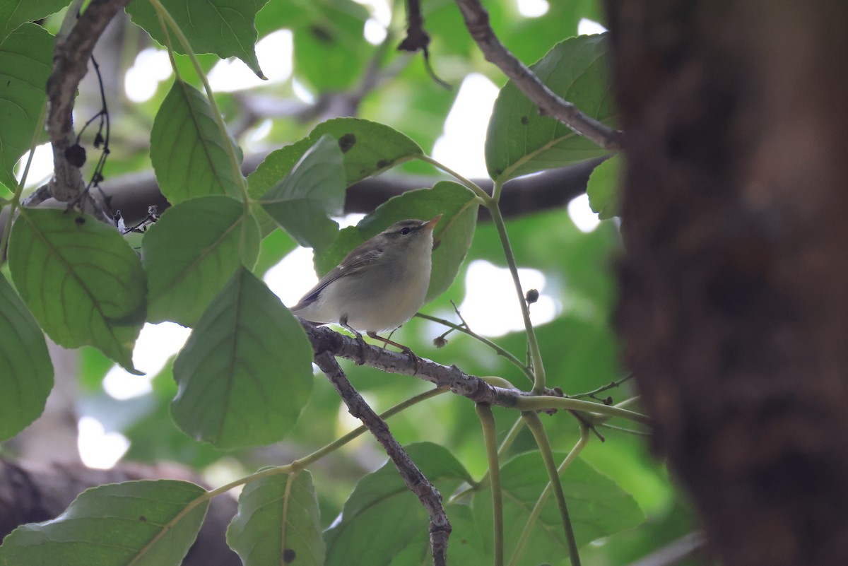 Two-barred Warbler - ML650625254