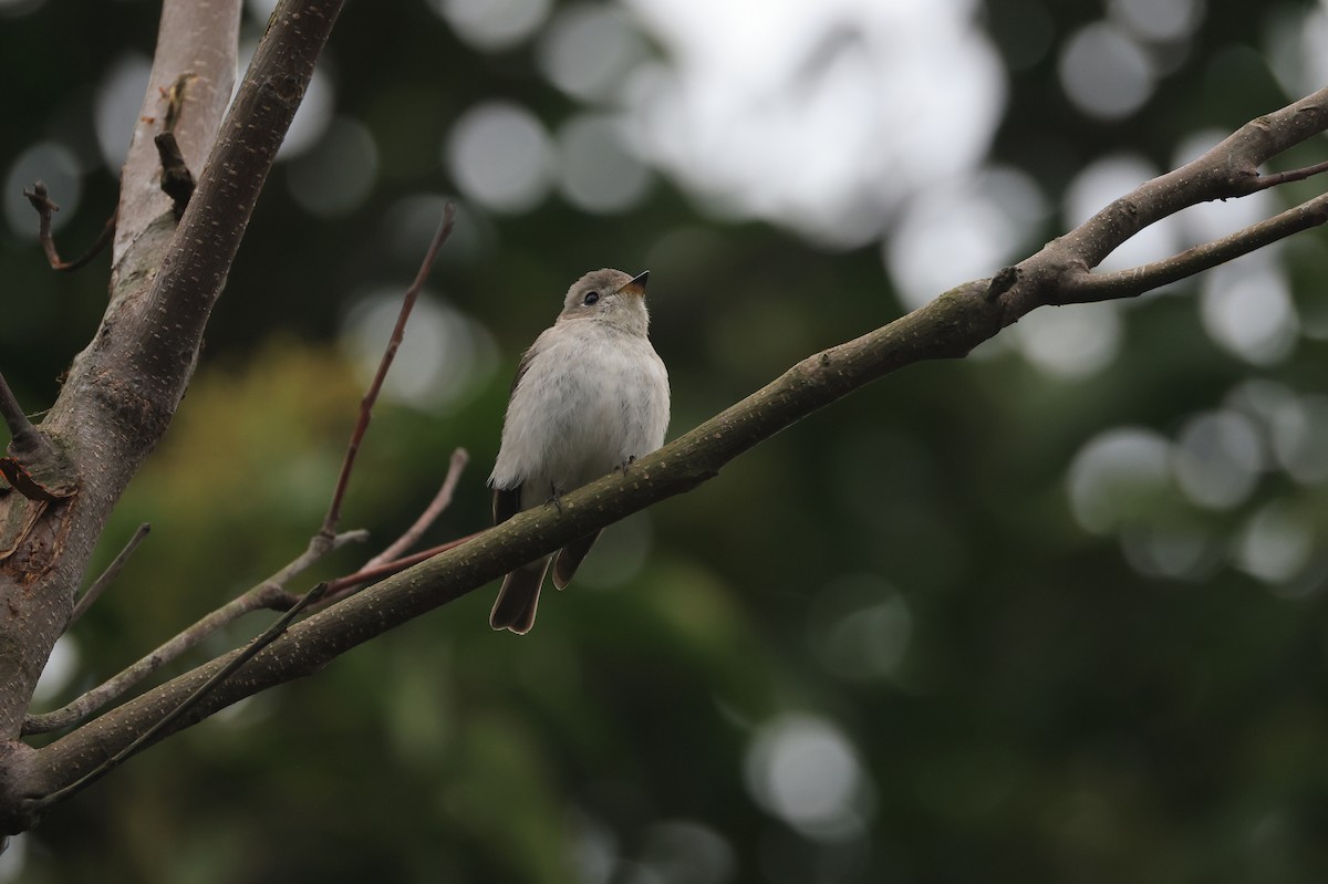 Asian Brown Flycatcher - ML650625255
