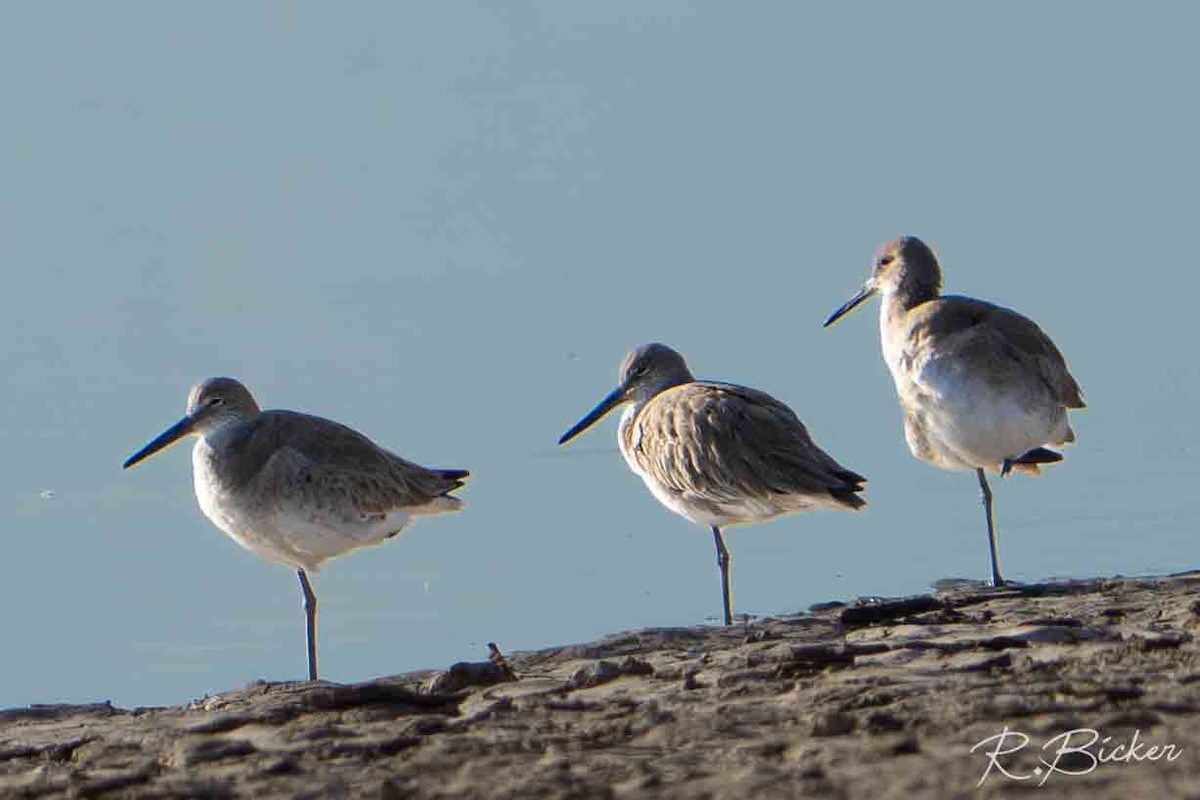 Schlammtreter (inornata) - ML650625374