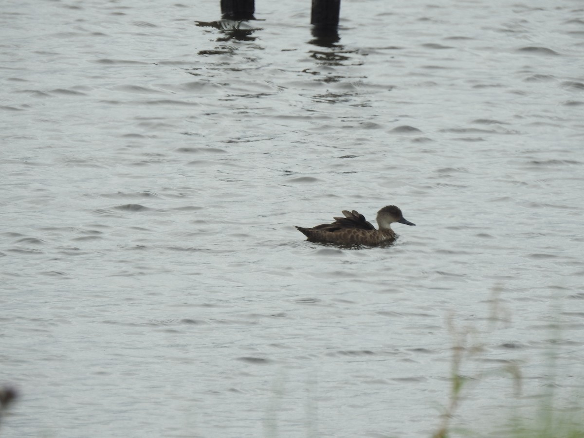 Australente - ML650625384