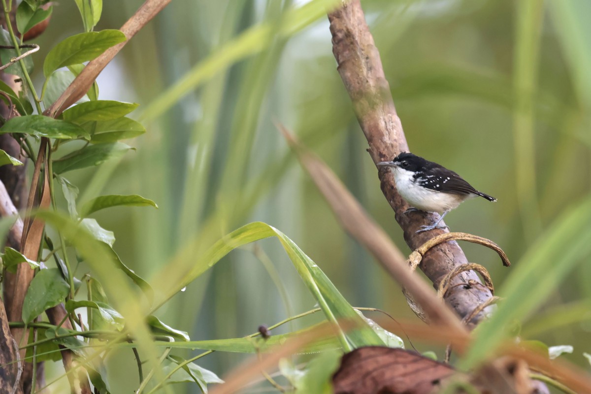 Flussufer-Ameisenvogel - ML650625386