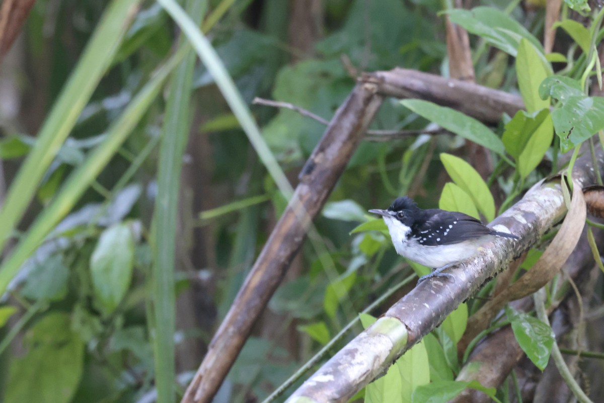 Flussufer-Ameisenvogel - ML650625387