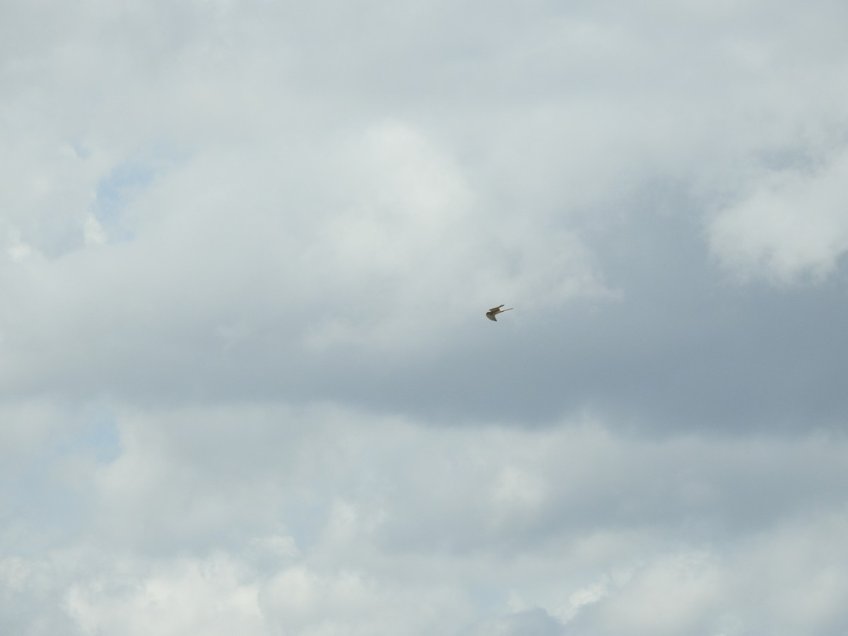 Graubartfalke - ML650625388