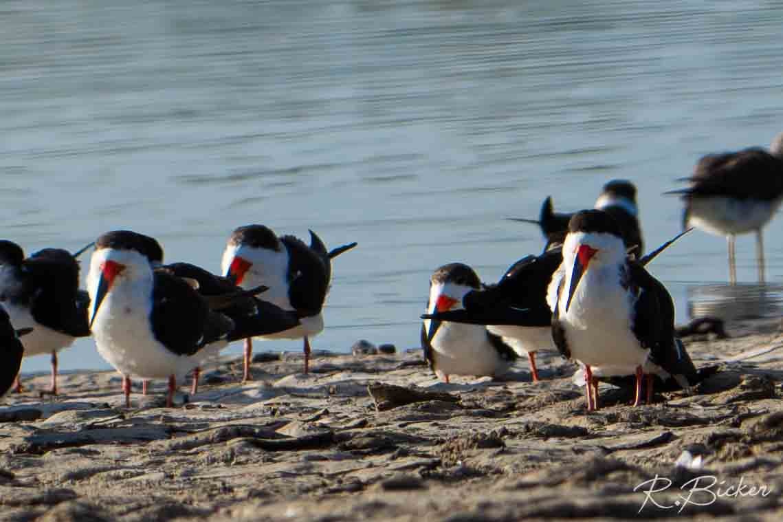 Amerikascherenschnabel - ML650625389