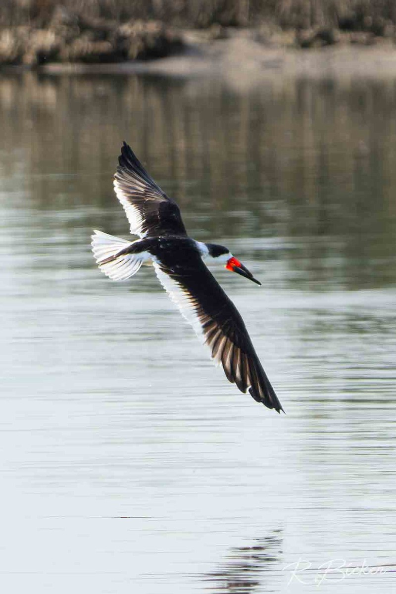 Amerikascherenschnabel - ML650625390