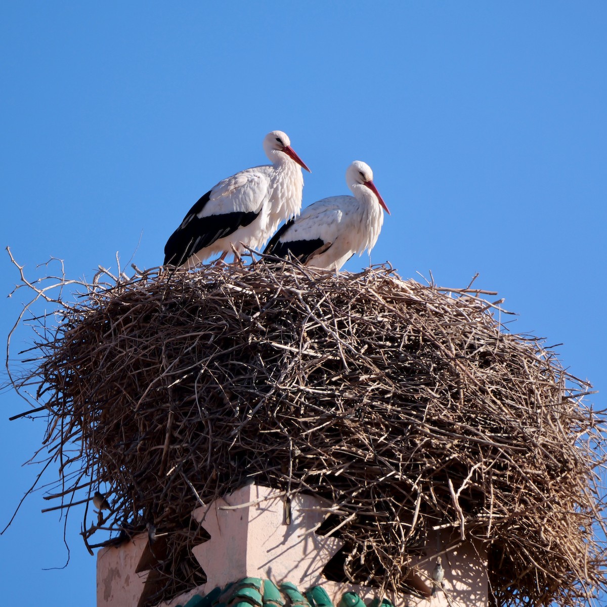 Weißstorch - ML650625393