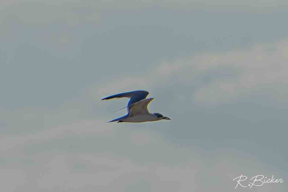 Lachseeschwalbe - ML650625397