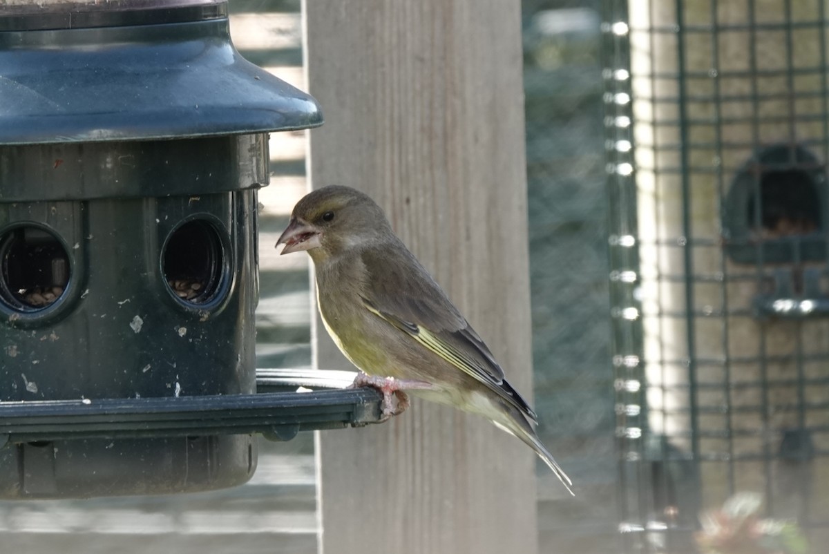 Grünfink - ML650625399