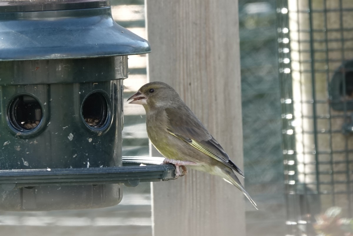 Grünfink - ML650625400