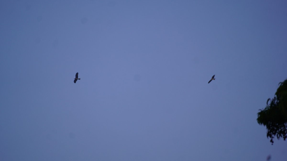 Schwarzmilan - ML650625402