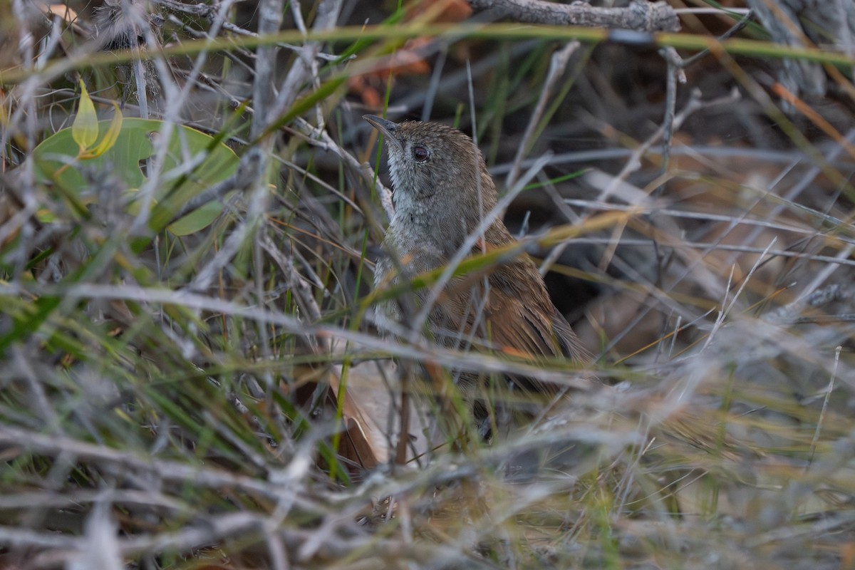 Western Bristlebird - ML650625442