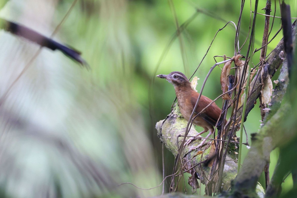 ハシジロカマドドリ - ML650625524