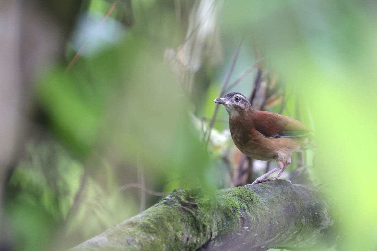 ハシジロカマドドリ - ML650625525