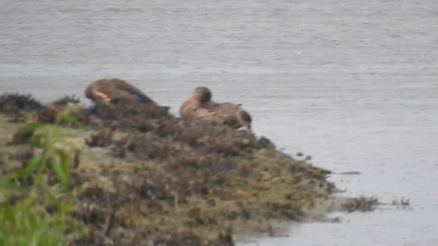 Баранець японський - ML650625562