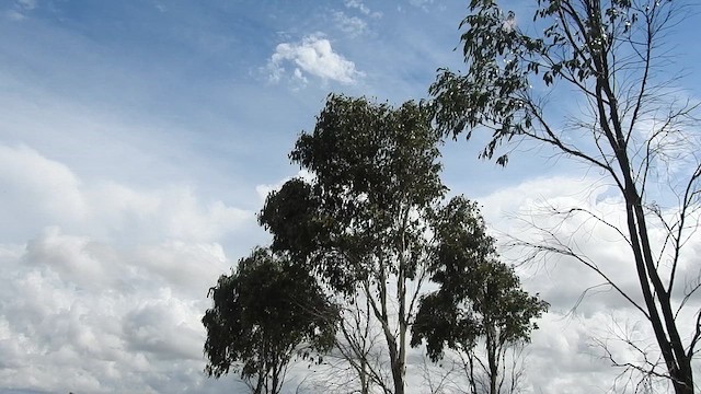 Шиподзьоб малий - ML650625658