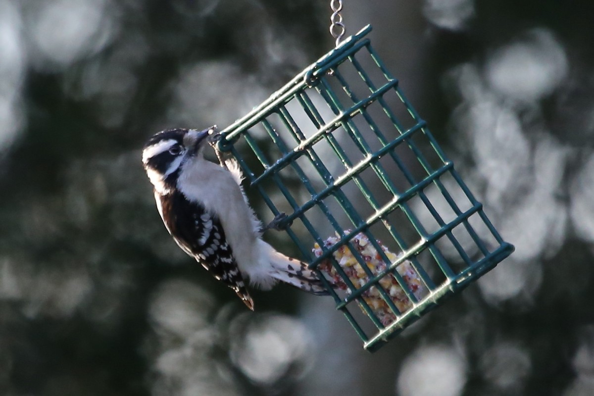 dunspett (pubescens/medianus) - ML650625909