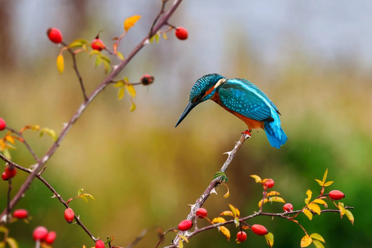 Martin pescatore - ML650626034