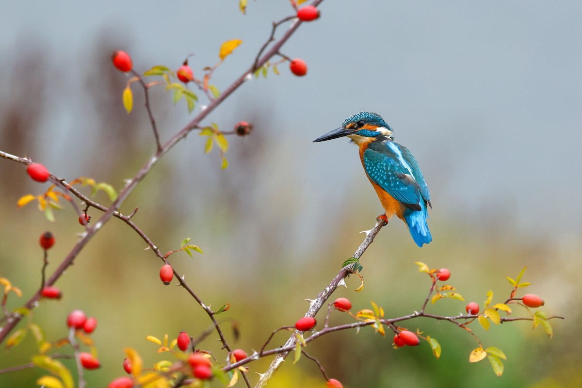 Martin pescatore - ML650626035