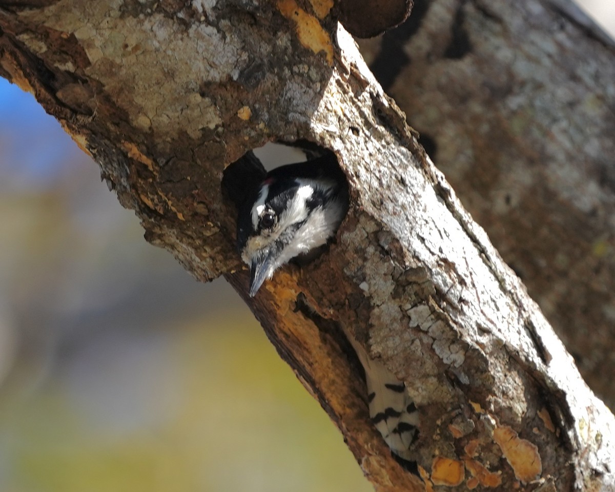 dunspett - ML650626212