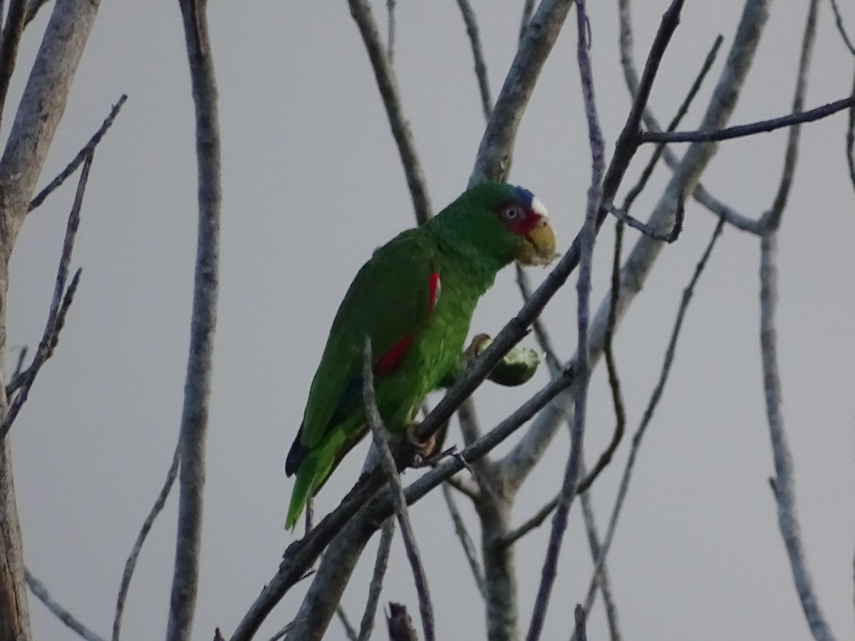 Weißstirnamazone - ML650626285